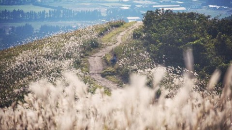 濟州賞紫芒草、波斯菊海！ 涯月邑秋季一日行程推介