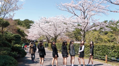 2018 首爾櫻花期機票 五間超抵坐航空推介！