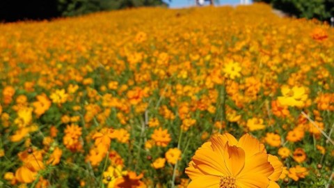 首爾奧林匹克公園 9 月有花海！ 波斯菊、玫瑰同時盛開