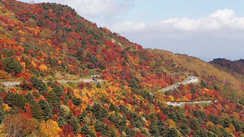 日本關東賞紅葉 自駕遊必去 3 大靚景