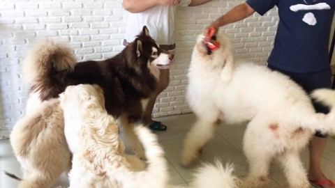 曼谷狗狗 cafe 狗奴必去！　20+ 狗狗向你撒嬌