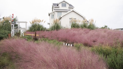 濟州 粉紅芒草海 直擊秋季限定靚景