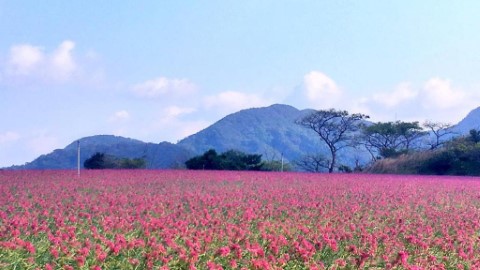 去鳥取睇蕎頭花海 秋天必睇美景