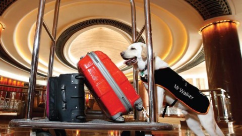 澳洲酒店狗員工 領養狗仔當接待專員