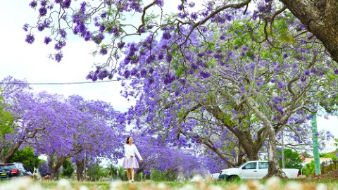 澳洲 11 月賞花路線 漫步藍花楹紫藍隧道