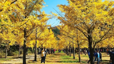 用愛築成洪川銀杏林 韓國獨特三色秋景