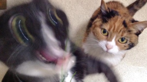 日本網民熱捧失手貓寫真 鬆郁朦都到 Like？！