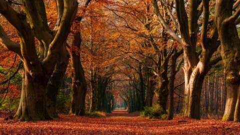 荷蘭阿姆斯特丹賞楓去！ 4 大歐陸靚景推介