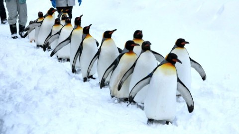 冬日限定！旭山動物園企鵝排排企雪地散步