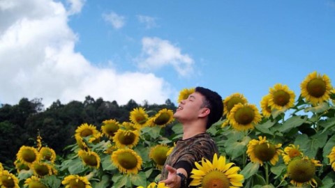 泰國清邁 11 月都睇到向日葵花田