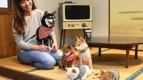 日本首間豆柴 Cafe 開幕 有無萌到你？