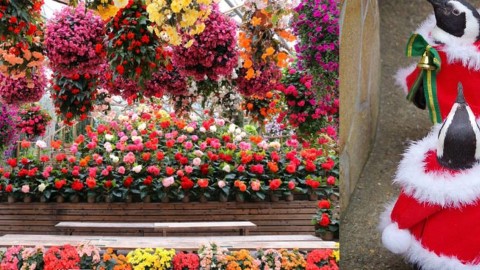 超療癒松江花鳥園 近距離睇超萌企鵝散步