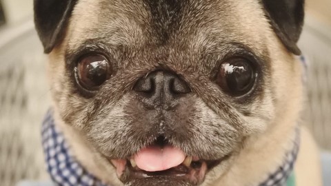 可愛滿分！扁鼻狗狗寫真展移師名古屋舉辦