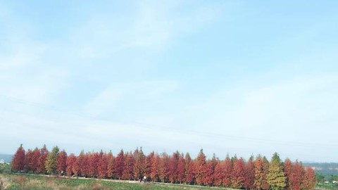 台中落羽松新秘境