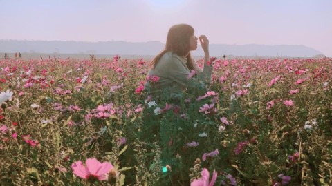 台中超夢幻粉紅花海 冬季限定