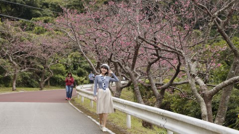飛沖繩賞櫻花