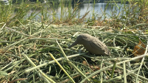 1 月元朗大生圍