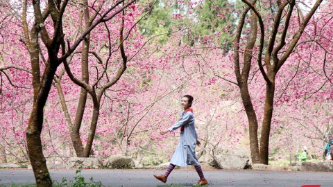 台灣中部 3 大必遊賞櫻勝地 九族文化村、武陵農場、清境