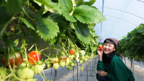 首爾出發！即日來回 4 大景點 體驗近郊美麗景色