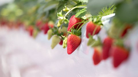 30分鐘摘草莓放題 東京士多啤梨園新開張