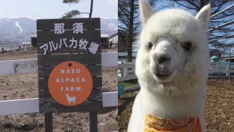 親親草泥馬！ 日本東京近郊羊駝牧場