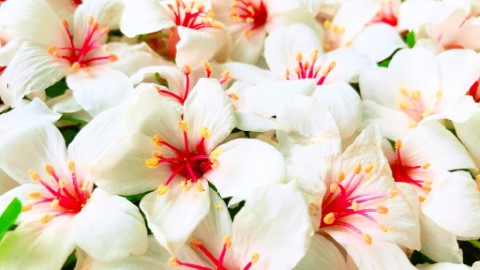 台灣5月油桐花季限定開放