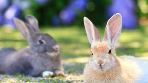 因為想做這件事所以去日本！
