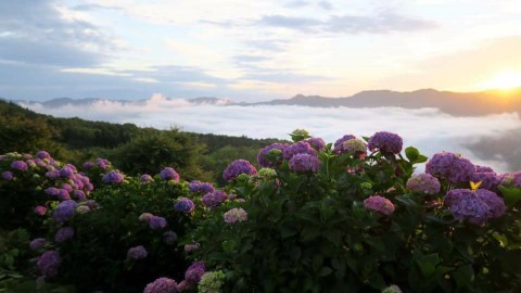 東京近郊山上公園賞繡球花 連同雲海、星空一次過欣賞3大美景！