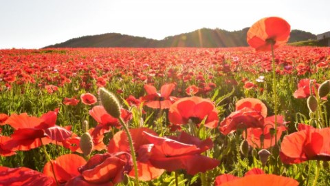 1,000萬朵鮮紅花海 秩父2019年「天空之罌粟」花祭