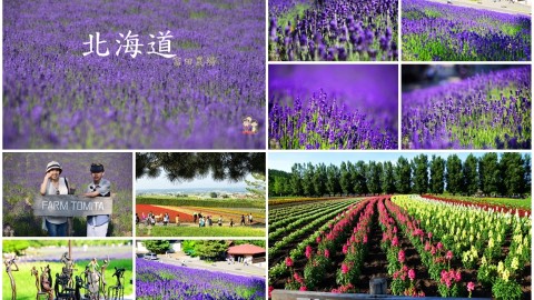 夏天就要看花田！