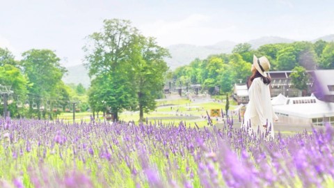 踏入初夏率先睇薰衣草！ 東京近郊50,000棵薰衣草花田祭6月開幕