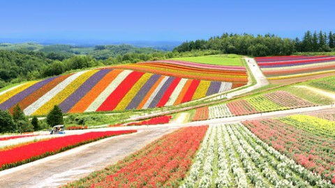 彩色花田好壯觀北海道美瑛 四季彩丘 U Travel 旅遊資訊網站