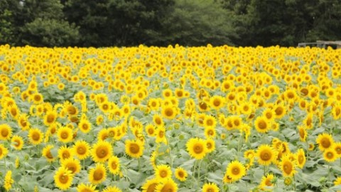 夏日8大「黃金迷宮」