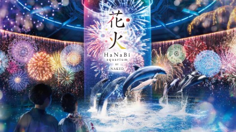 夏季海豚煙花秀