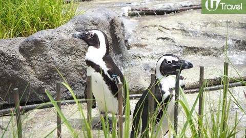 睇飛天企鵝、超萌水獺！ 東京好好去處池袋Sunshine city 水族館