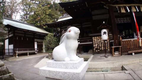 過百隻白兔保祐你姻緣！