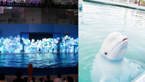 零距離接觸海豚企鵝水獺！ 東京近郊橫濱八景島海島樂園