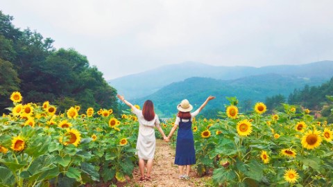 韓國最大向日葵花海！ 江原道100萬朵向日葵慶典
