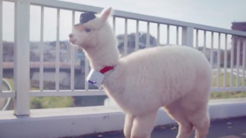 日本郵政派草泥馬做廣告主角 認真送信萌樣好可愛