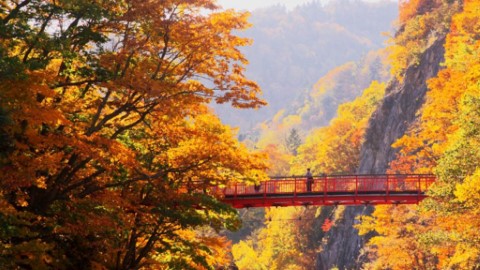 受持續高溫影響 日本楓葉或較往年遲轉紅