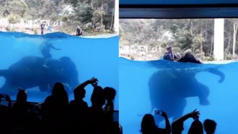 強迫大象學潛水跳舞表演 泰國動物園虐待動物捱轟