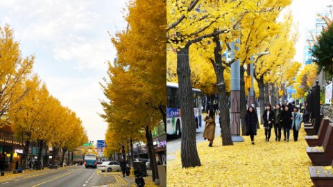 釜山絕美銀杏大道 落葉慶典展開序幕！