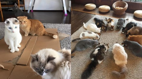 京都貓Cafe Cat Apartment Coffee－ 於京都町家內遇見治癒貓咪