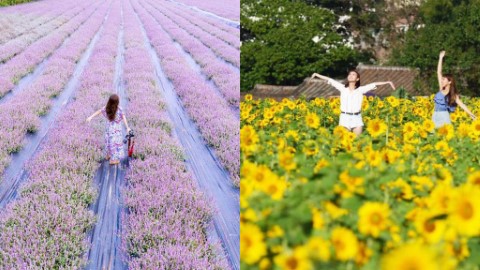 一望無際花海超浪漫！ 浪漫戀人主題桃園花彩節