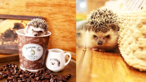 零距離親近可愛小刺蝟！ 泰國首間刺蝟主題cafe－HARINEZUMI CAFE