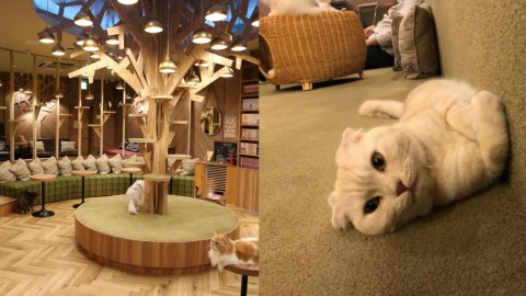 大阪5間貓cafe推介 鄰近心齋橋站、和貓星人親密接觸