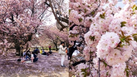 東京櫻花5日行程 新宿御苑．千鳥之淵賞櫻