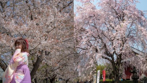 上野公園、目黑川、千鳥之淵賞櫻 東京4日3夜櫻花行程