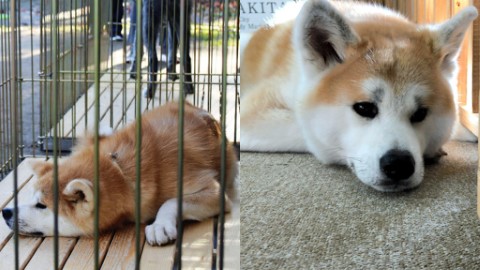 太受歡迎的後果！ 人氣秋田犬因遊客太多感壓力需休養