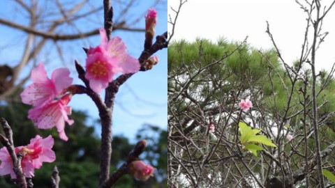 沖繩櫻花比去年早16日開花！ 附2019年最新日本櫻花開花預測